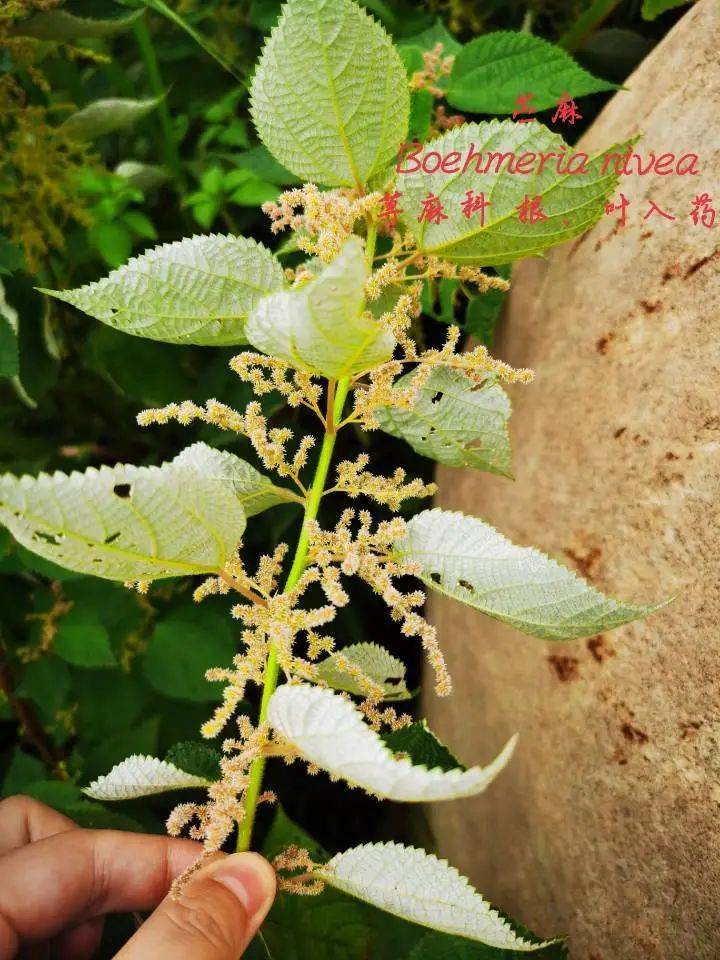 药院芳华圣境芝兰名山采药