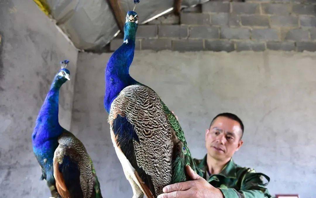 請注意:這45種野生動物年底開始停養,農民表示支持,附名單_養殖