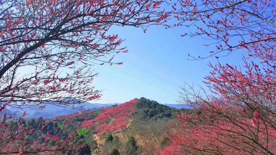 2月16日正月初五梅花山看遍十里梅花谷走進古村尋找最原始的人情味兒