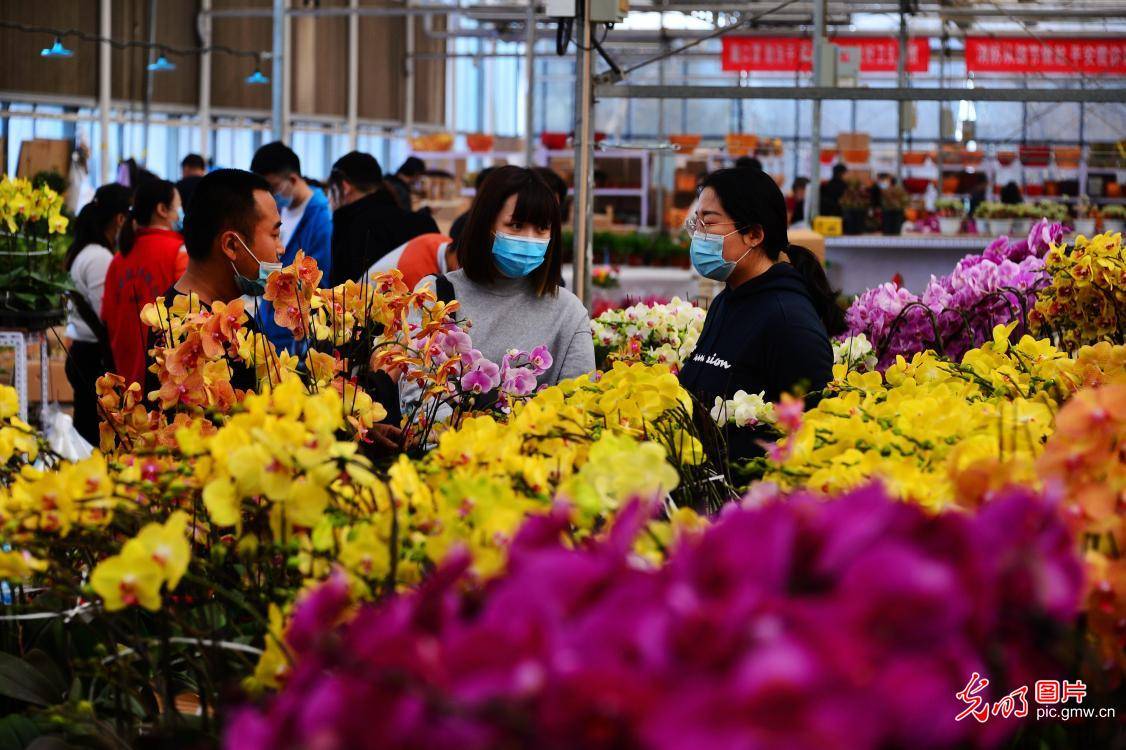 北京绿苑花卉市场图片