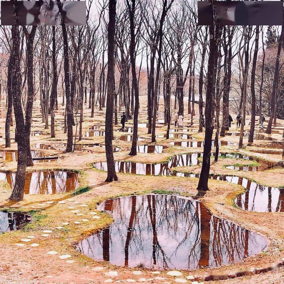 石上纯也—水庭,318株老树的迁移