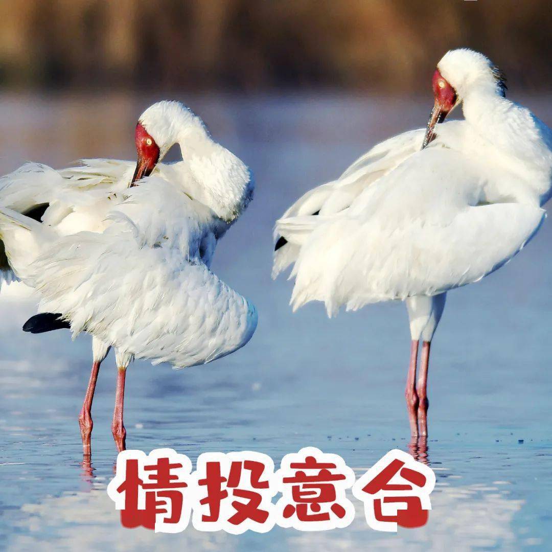 恭鹤新禧这才是江西人的贺岁表情包