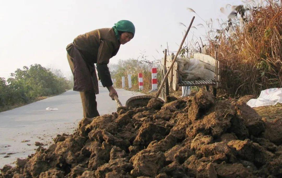 "猪粪肥,羊粪壮,牛马粪肥跟着逛" 究竟哪个好?这回说清楚了!