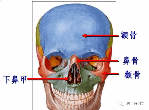 可以大幅度運動的關節:顳下頜關節構成:下頜頭,下頜窩,關節結節特點