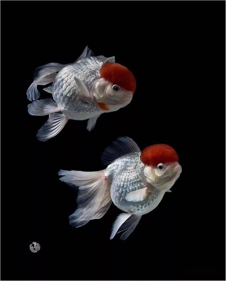 牛气冲天,牛年大吉!_金鱼