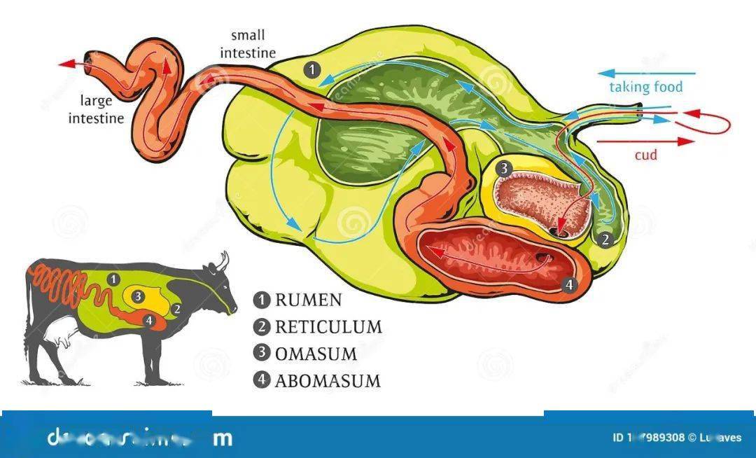 牛的四个胃的路线图图片