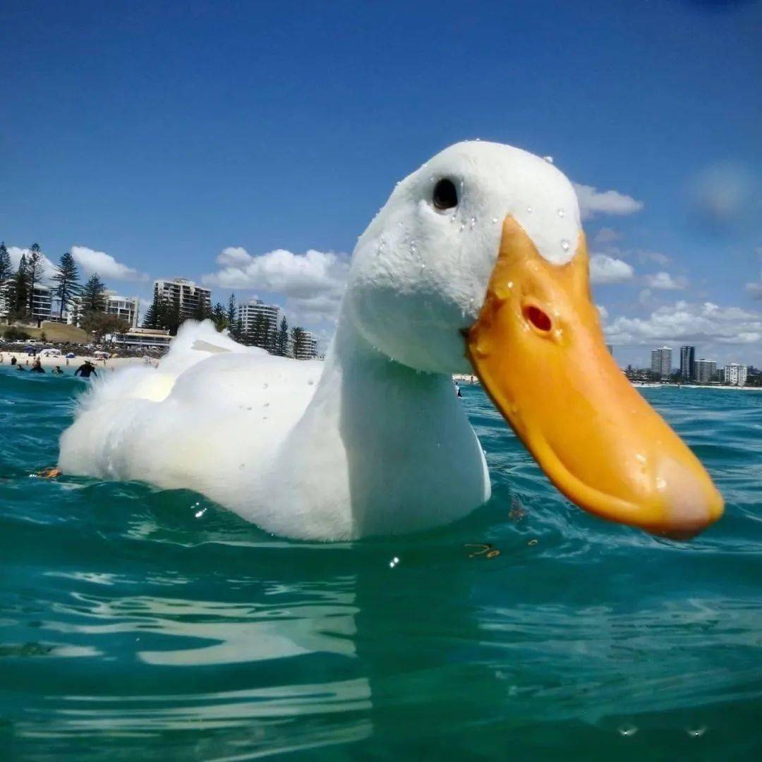 有生之年我竟然能看到真实版的冲鸭!_鸭鸭