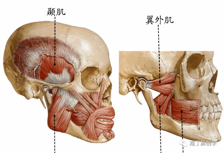 咀嚼肌(二)面侧深区面侧深区位于颅底下方,口腔及咽的外侧,其上部为颞