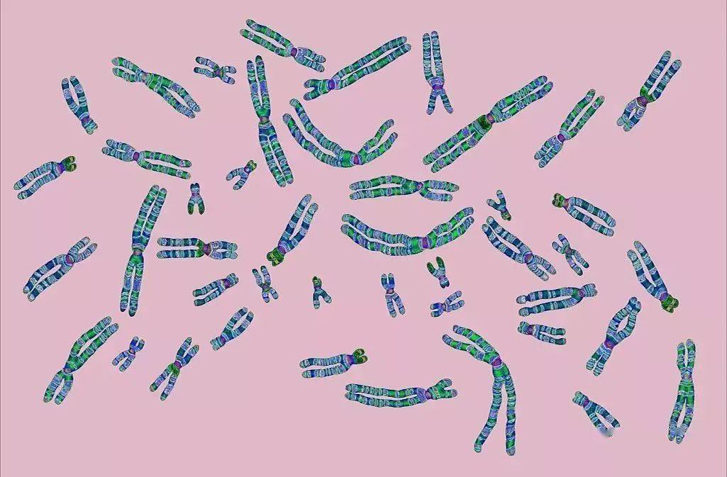 人類卵子染色體缺陷發生率遠高於預期