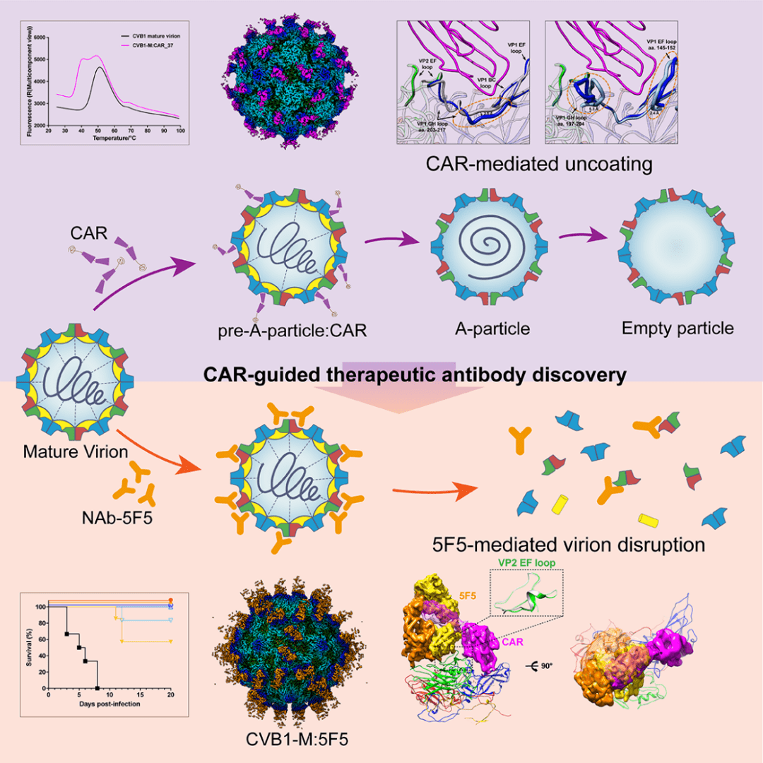Cell Host & Microbe丨夏宁邵团队报道柯萨奇病毒-腺病毒受体结合域的关键抗病毒靶标的精确信息和效应抗体分子_研究