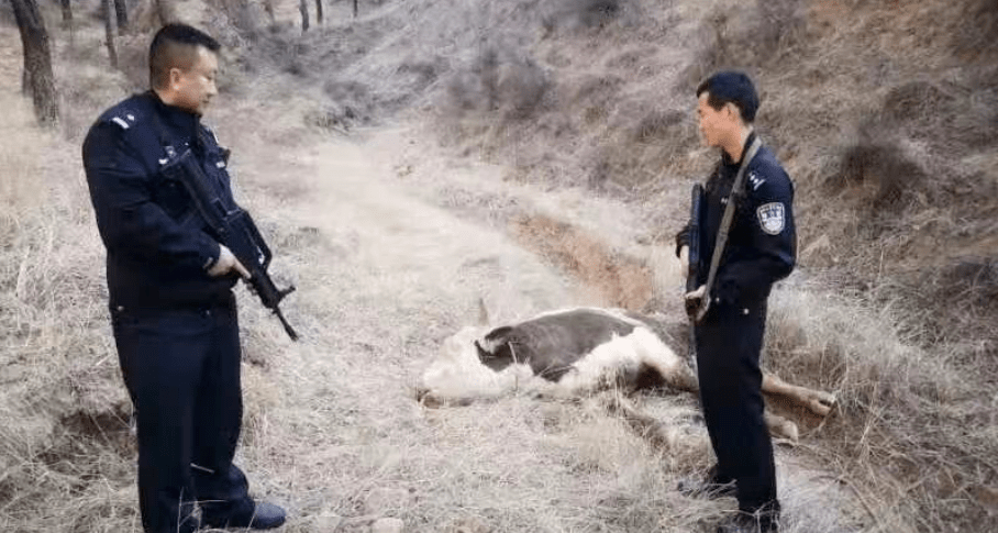 榆林一头疯牛被击毙!