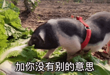 猪吃白菜动图图片
