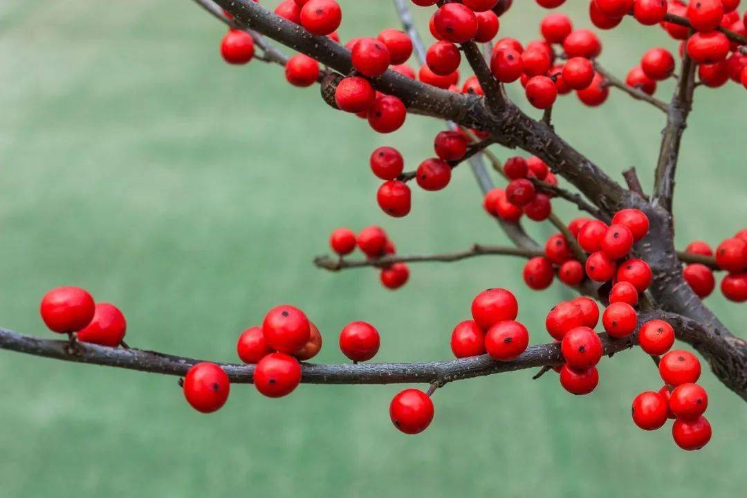 八种红色果实的植物 祝您新年红红火火 图鉴 月季