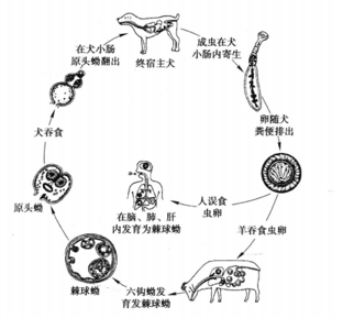 细粒棘球蚴生活史(医学寄生虫学,梁韶辉)本病发展缓慢,潜伏期 1~30