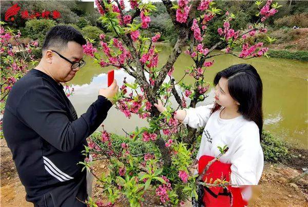 桃花盛放南國桃園遊人爭相行桃花運