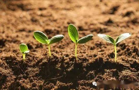 家长要注意方言对孩子英语发音的影响 David