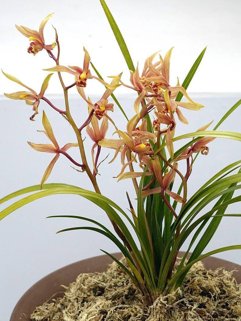 幽兰香风远 蕙草流芳根.读关于兰的古诗,邂逅时光里的春天