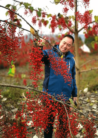 中国油葡萄(山桐子)产业科技创新回顾与展望