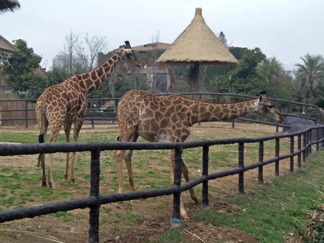 10張圖帶你掠影南昌動物園_財富廣場