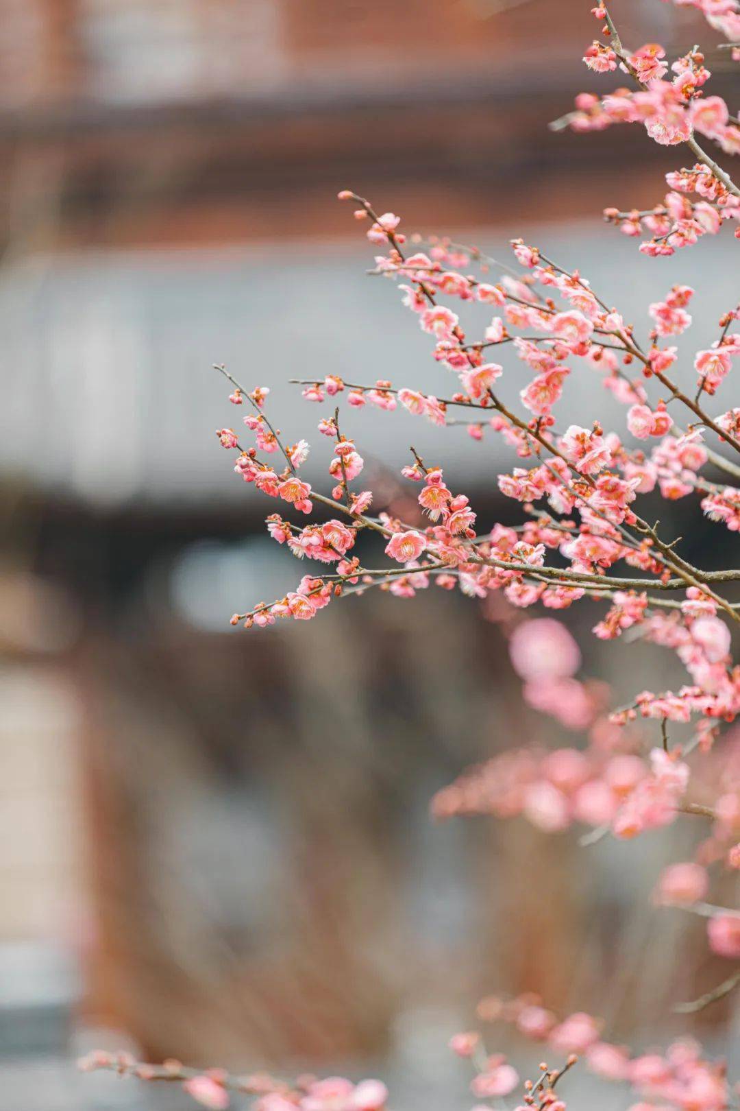 梅花此时已进入花期