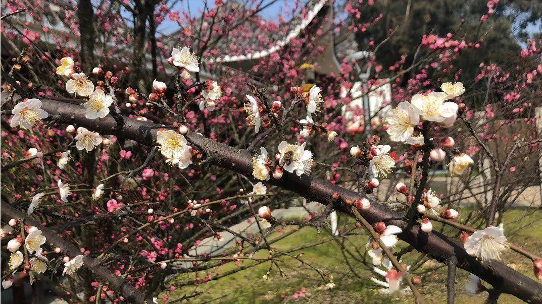 正是赏梅好时期 请签收这份 温州赏梅地指南 梅花
