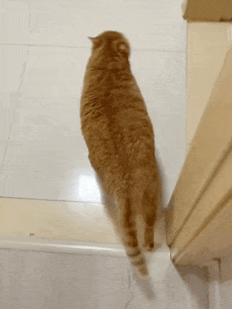 橘猫因走路姿势太拽被疯狂点赞60万次不过它这步伐也太得瑟了