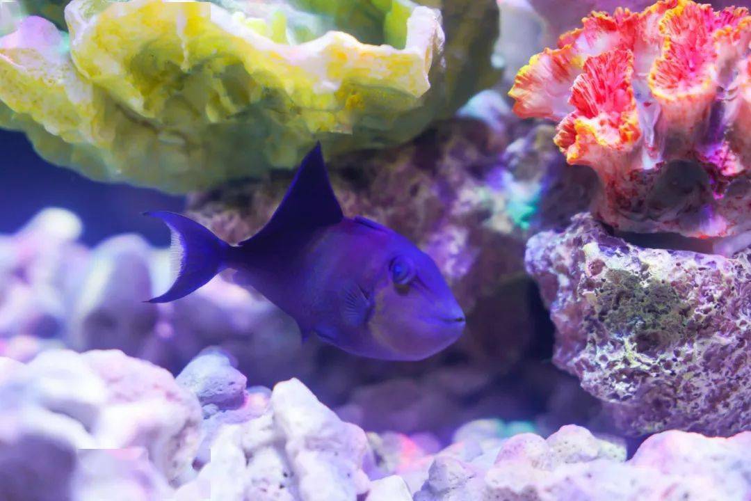 鯊魚水母浣熊丨新春佳節來告莊mini海洋樂園看小動物吧