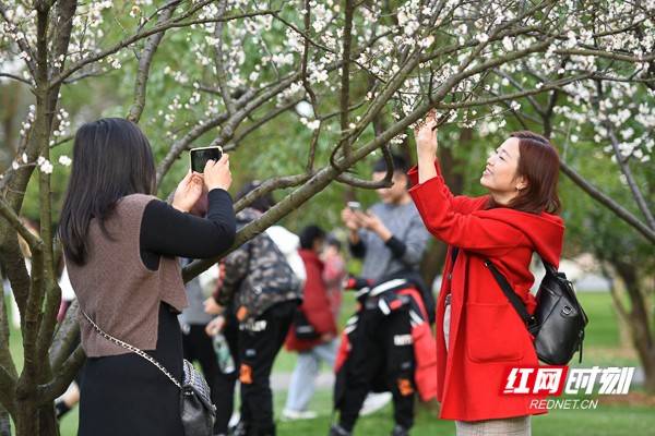 组图丨踏春橘子洲 春暖花开人气旺