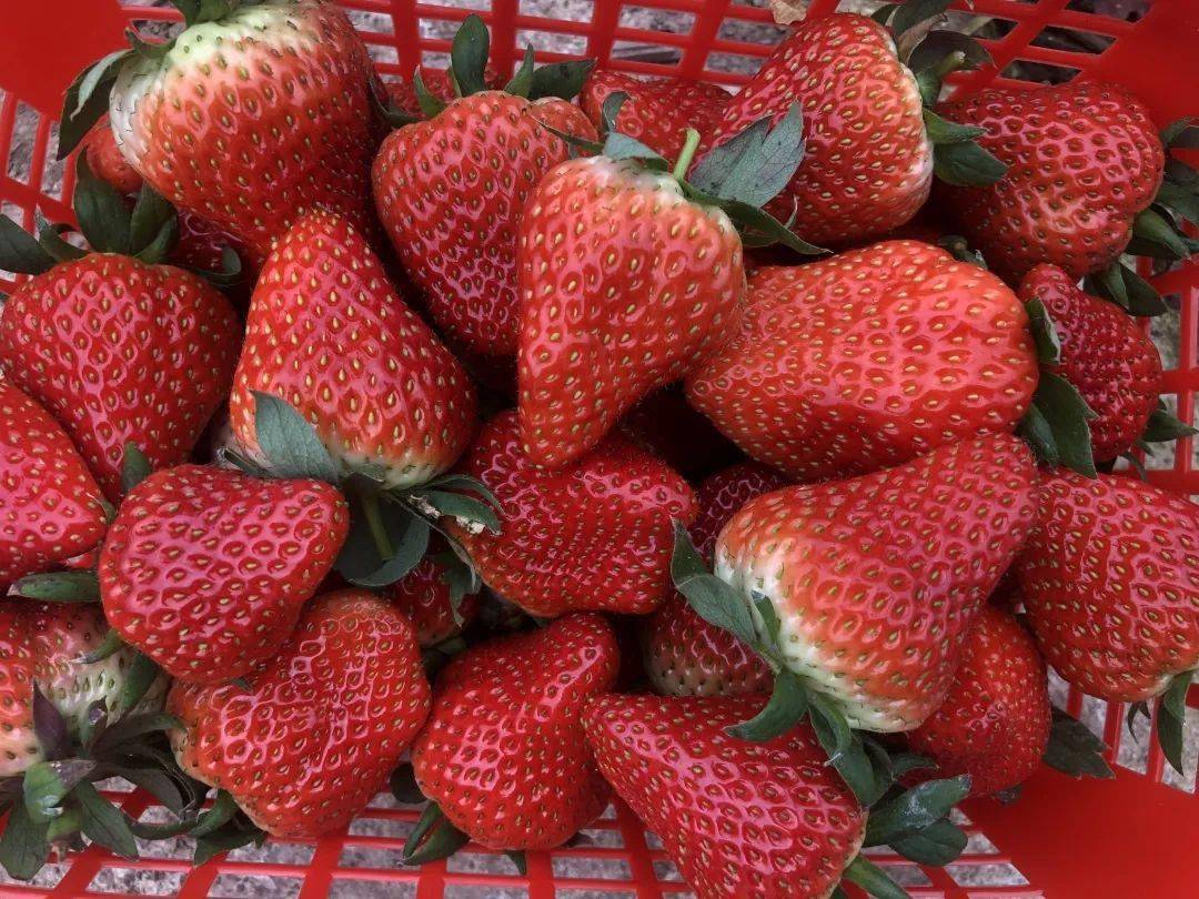 年在一起,牛恋巴南|"牛"你谈一场草莓之恋