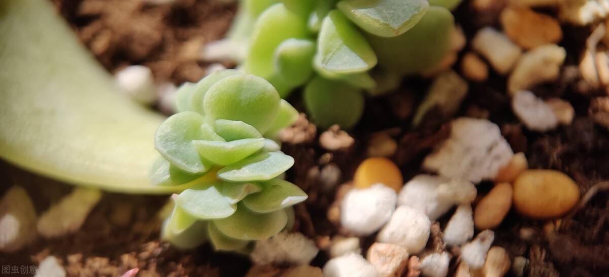 多肉叶插生根发芽一般需要多久 81c540ad5ea94db88378f2a0d6f6ca4b.jpeg