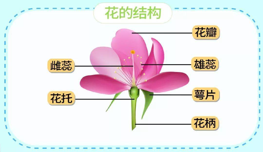 生物大师初中花的结构贝拉的奇幻花园