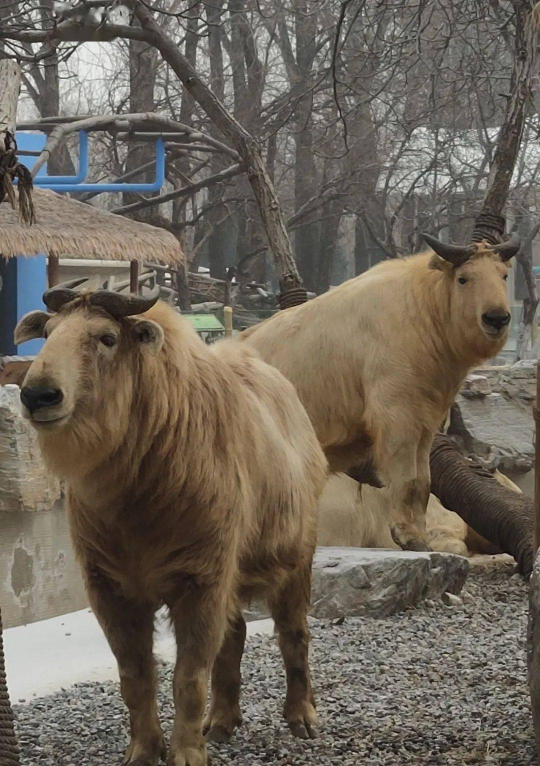 動物講堂登山高手羚牛