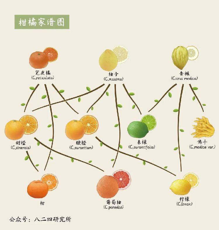 橘子层次结构图图片