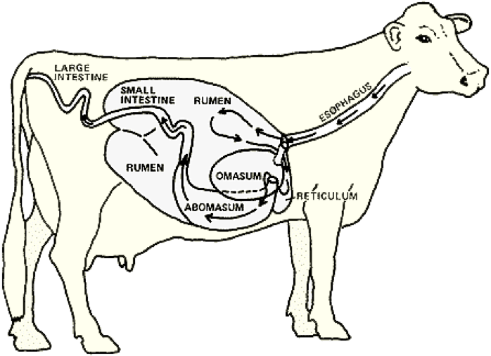 牛胃结构图简笔画图片