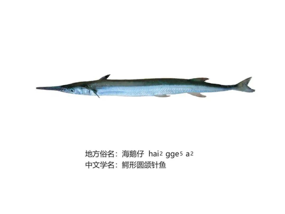 第四期东山这些常见鱼你认识吗附本地叫法音频