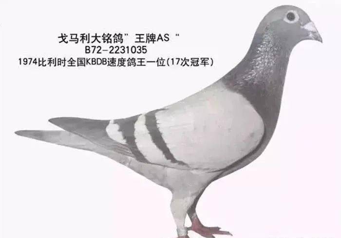 大铭鸽秃头号199的卓越子孙代