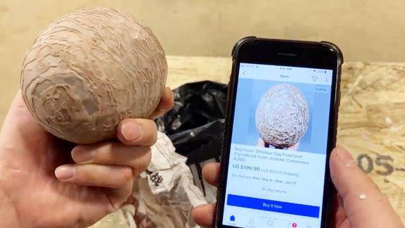 老外花200美元买到一颗"恐龙蛋",用水刀切开一看,有惊喜?