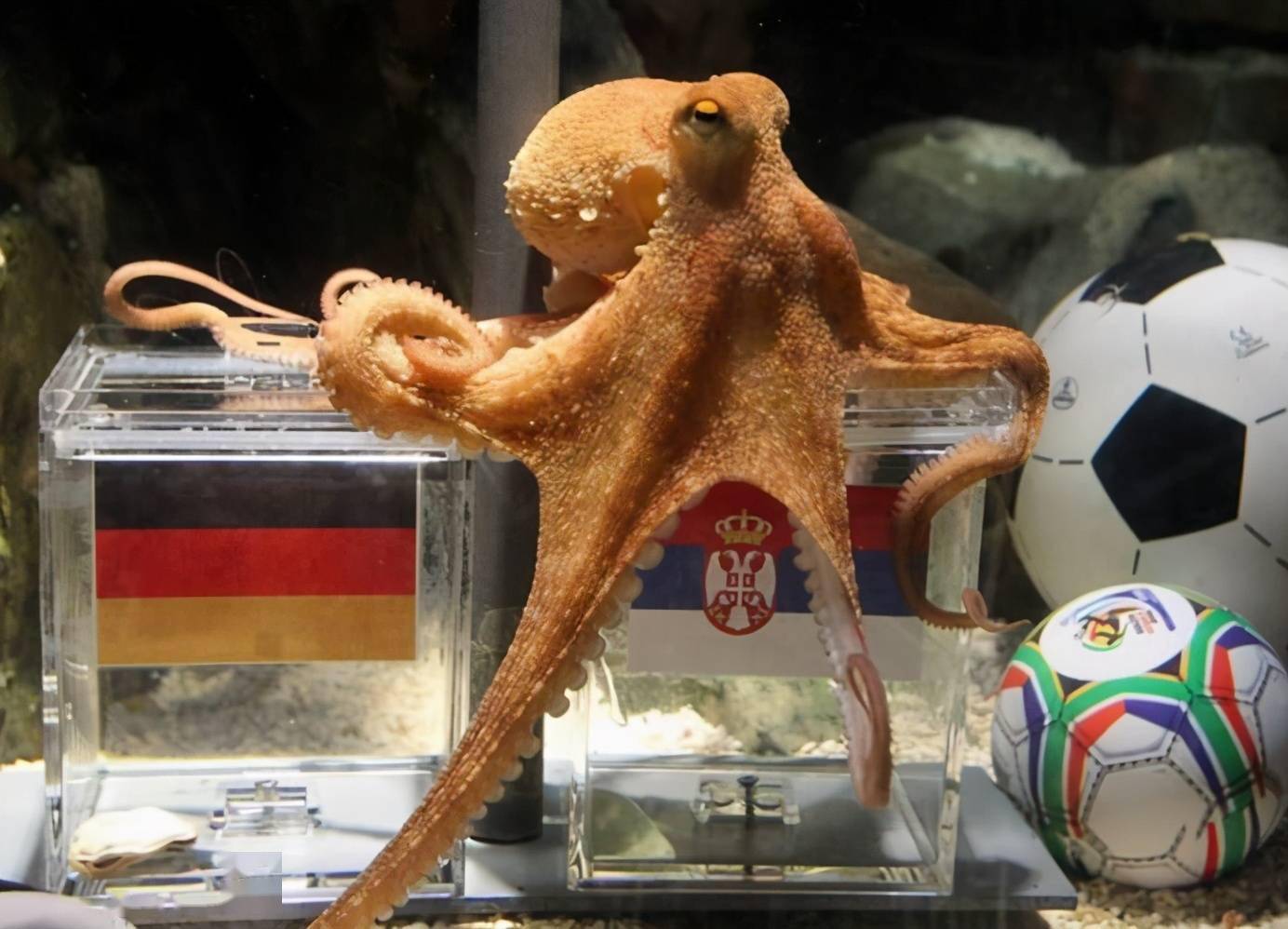 而到了2010年的世界杯时,竟然成功率将近93%,这也让章鱼的聪明