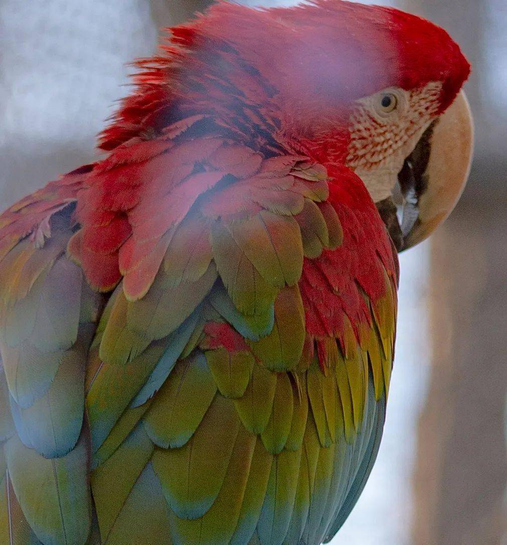 把彩虹穿在了身上红绿金刚鹦鹉寿命可达65年也是体型最大的鹦鹉他们是