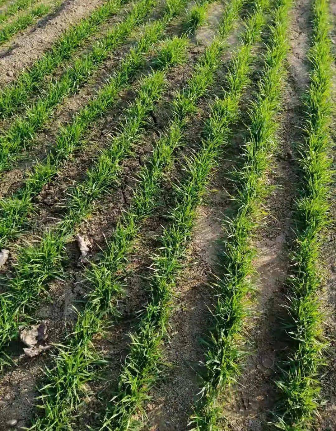 2021年冬小麦春季田间管理意见