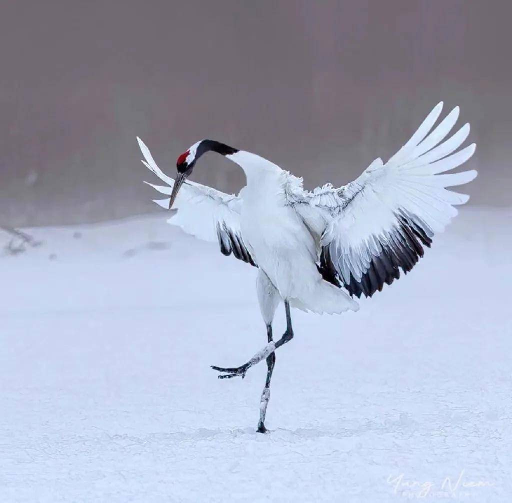 待雪落,看鹤舞‖摄影师 yung niem