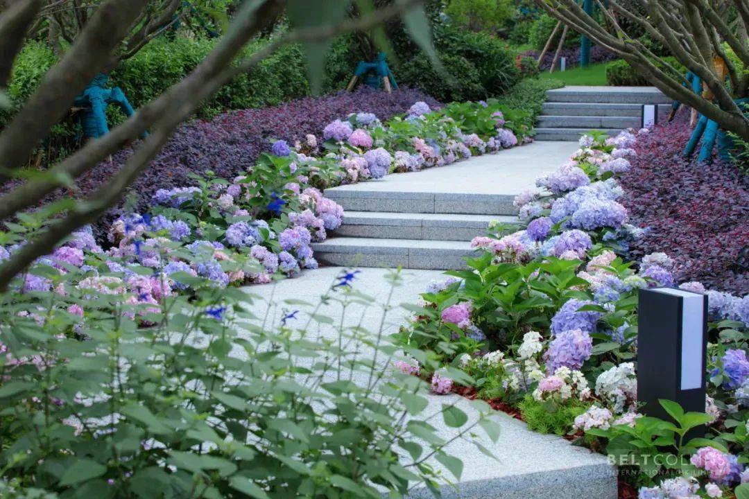 点燃一夏浪漫,这样的绣球岂能不爱?_花色