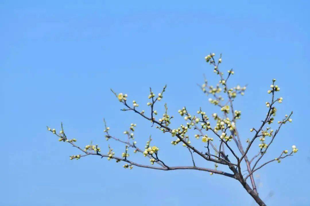 臘梅還是含香待放的梅花都是冬日裡一抹靚麗的色彩太湖溼地太湖溼地