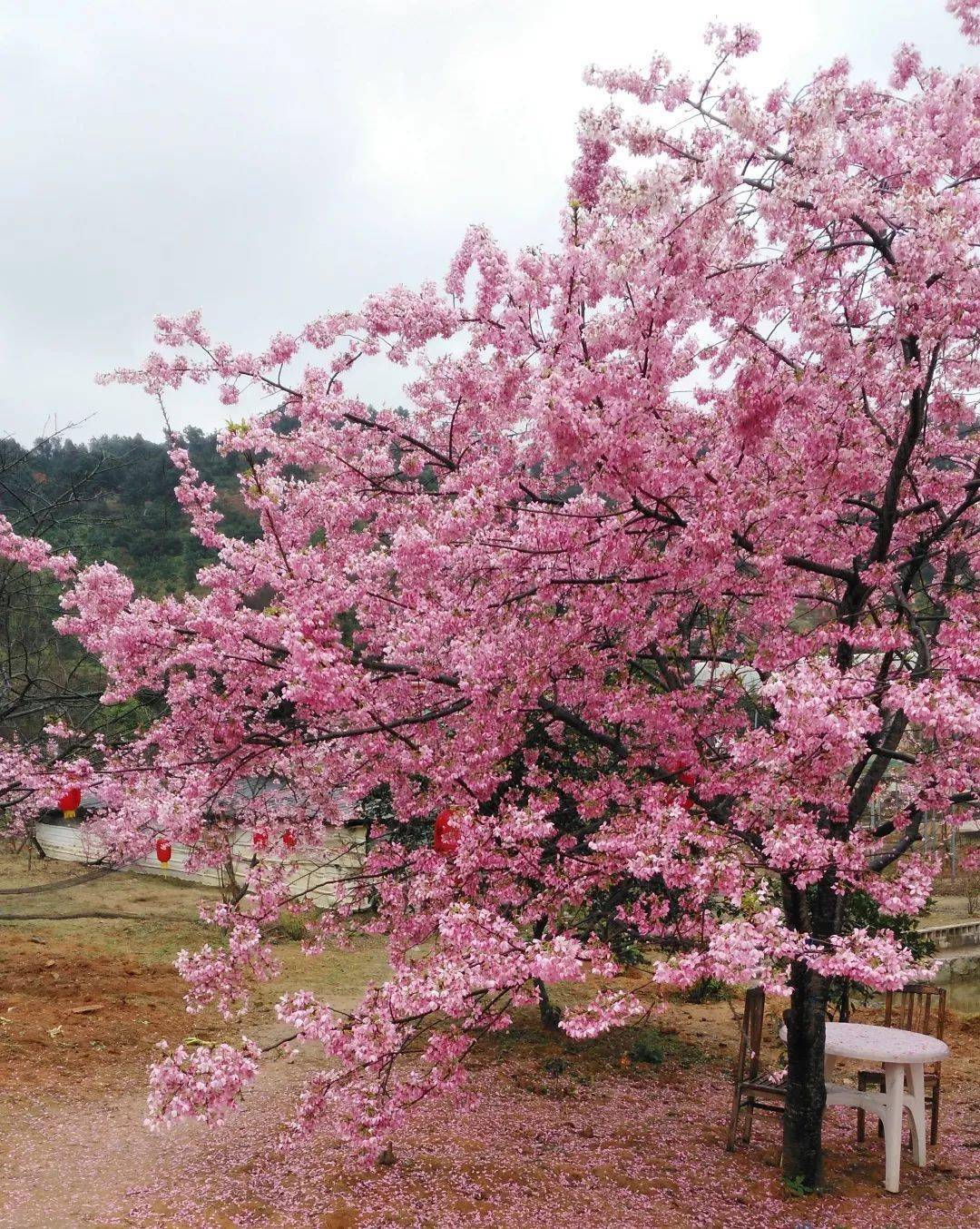 新龙生态森林公园樱花图片