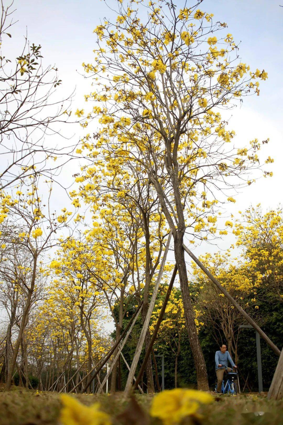 顺峰山公园黄花风铃木图片