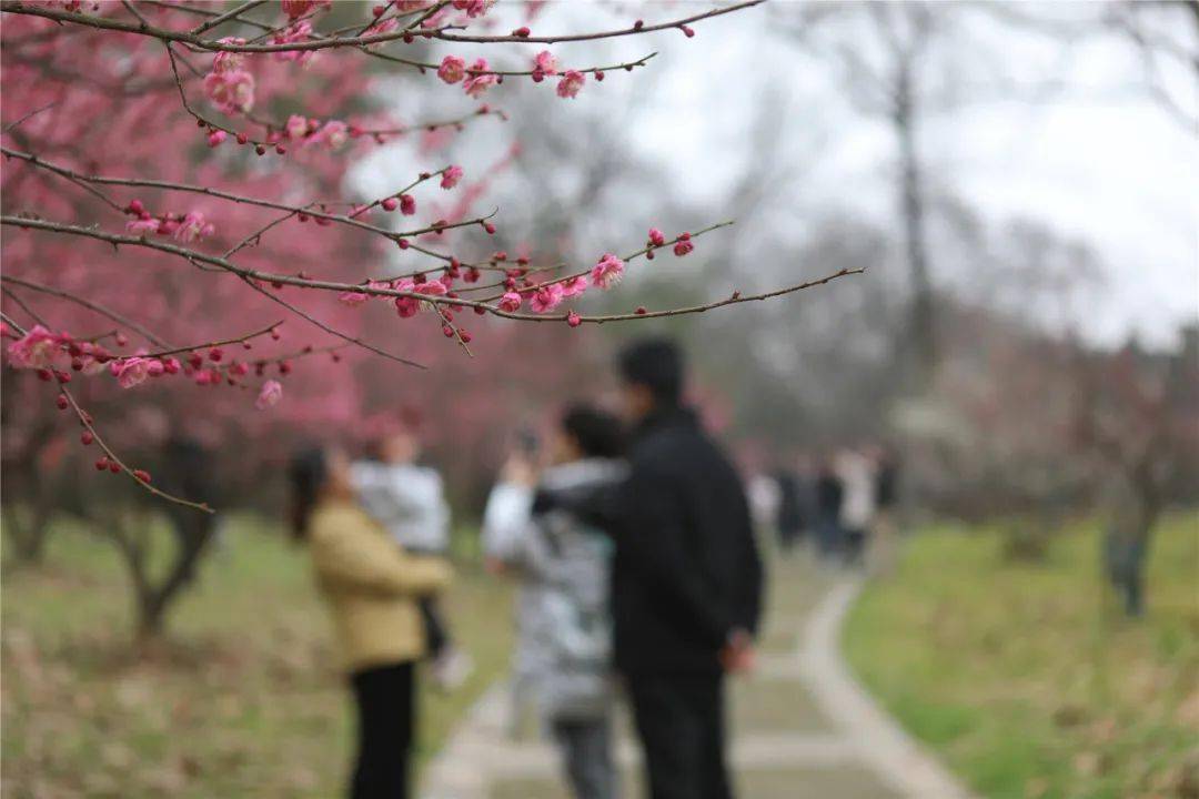 来这里 一起查收这份春日小 梅 好 梅花