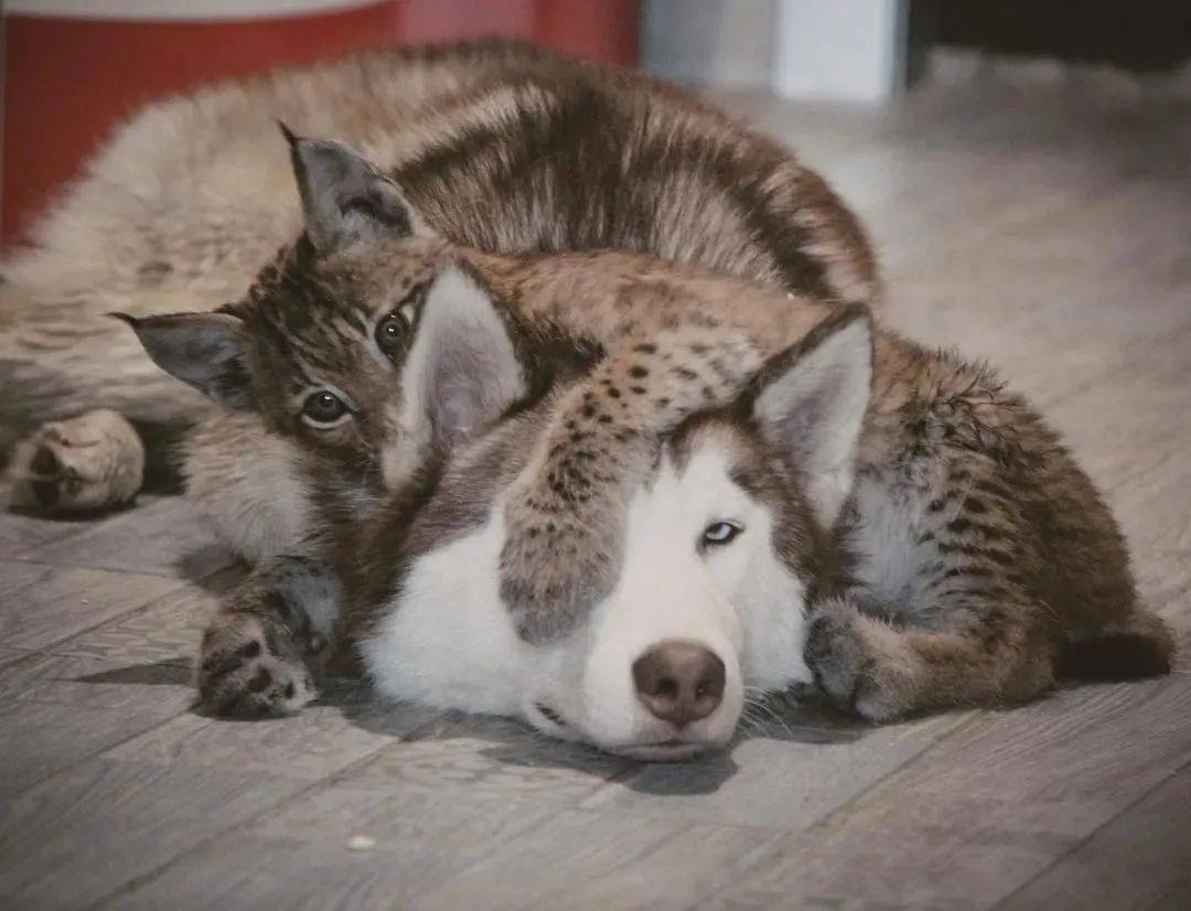 救了2隻山貓交給8隻大傻狗養，結果...這猛獸怎麼狗里狗氣的？ 萌趣萌寵 第12张