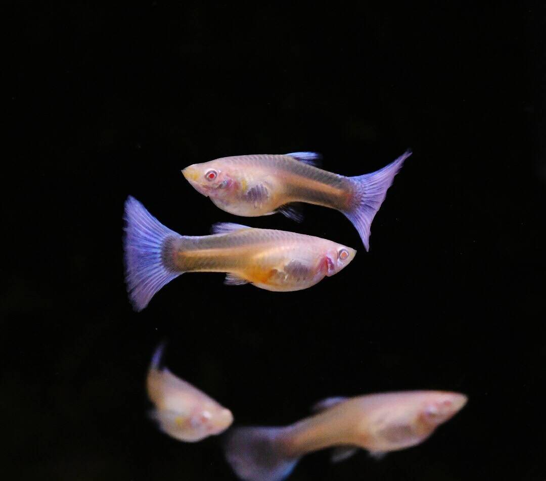 小鱼怎么养得活 aff1dddcead347868854d9afc8472aae.jpeg