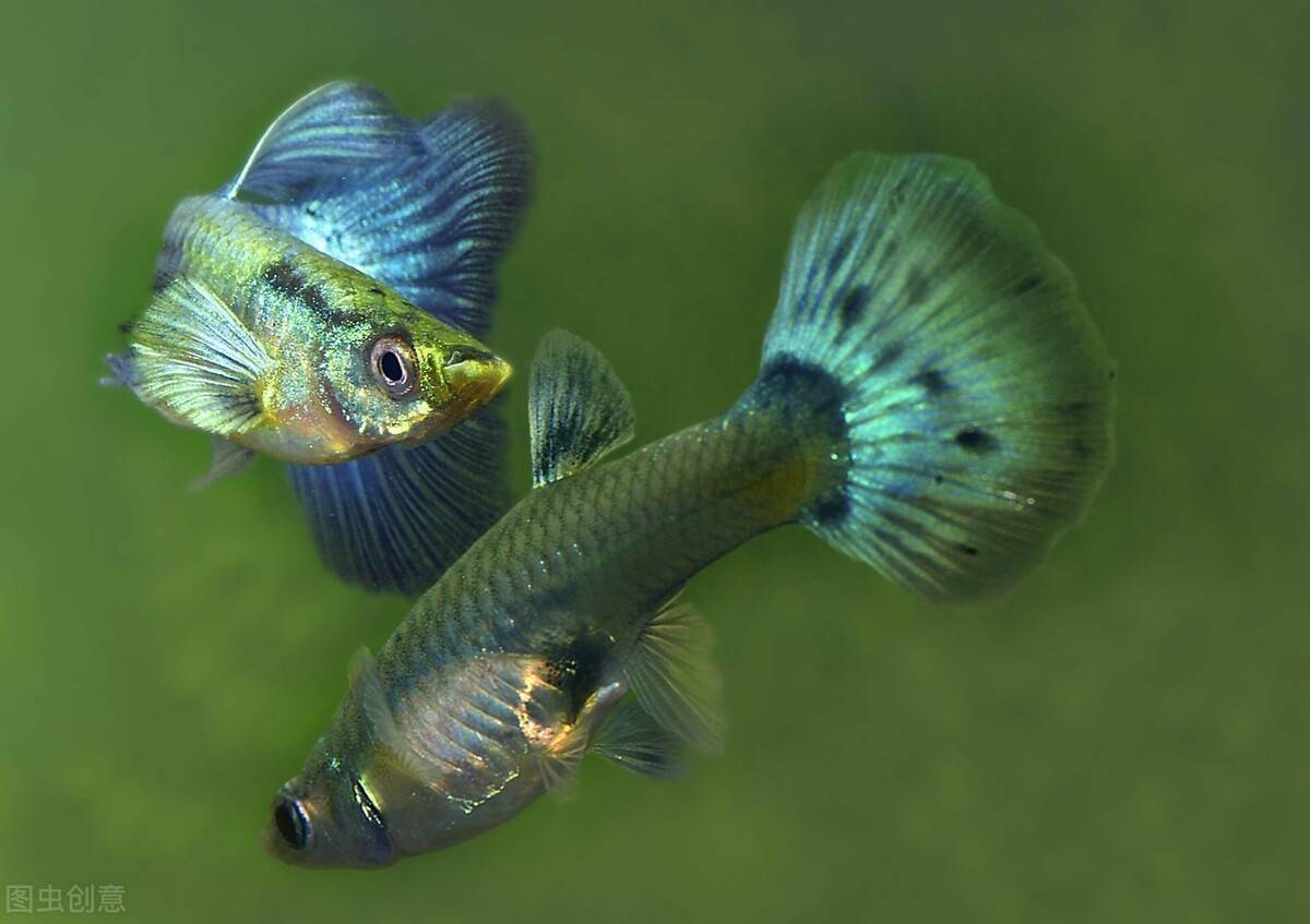 想体验大鱼生小鱼 你就养孔雀鱼 照我说的养 你家鱼缸都不够用 繁殖