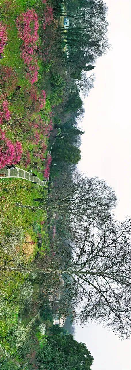 来这里 一起查收这份春日小 梅 好 梅花